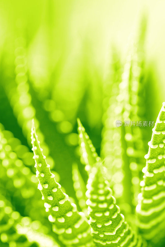 肉质植物(Haworthia Attenuata)特写